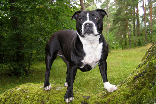 Американский бульдог 