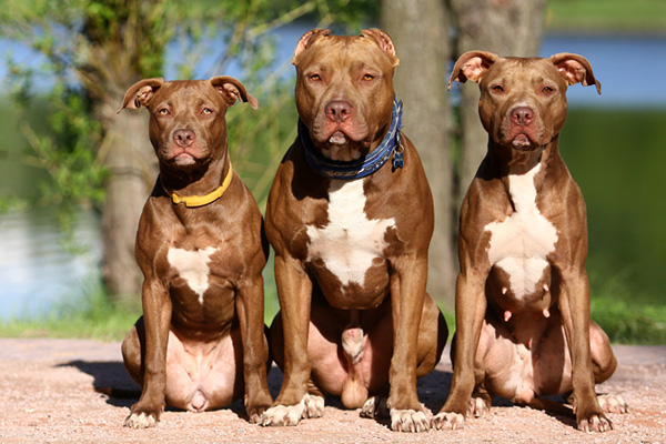 Американский питбультерьер 