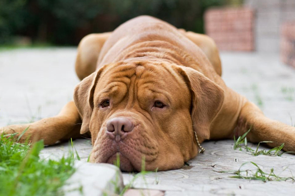 Бордоский дог 