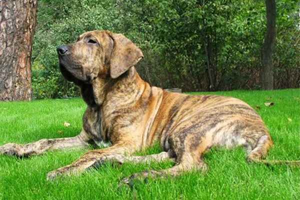 Фила бразилейро