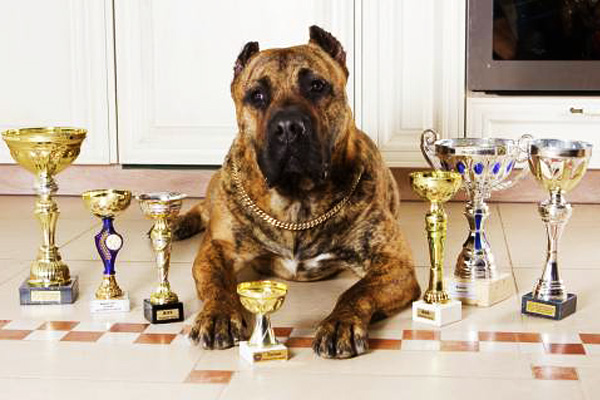 Канарский дог 