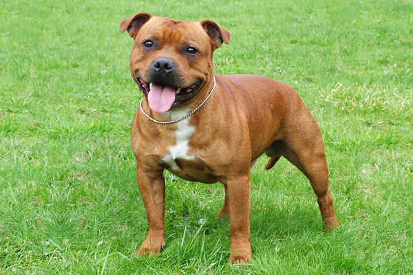 стаффордширский бультерьер