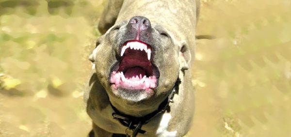 Бойцовая собака