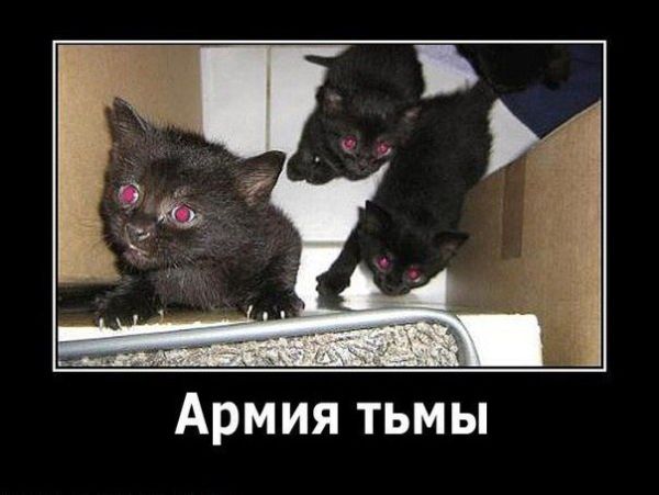 Кошка часто служила нашим прапрабабкам своеобразным домашним &laquo;барометром&raquo;
