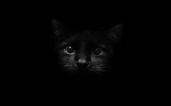 Таинственная, смышленая, ловкая кошка вдохновила людей на множество примет