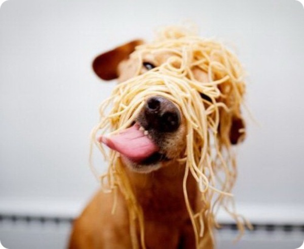 Какой корм для собак выбрать?