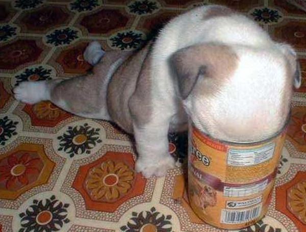 Выпускаются два вида готовых кормов для собак: сухие и консервированные