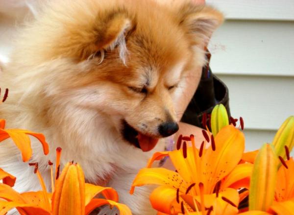 Аллергия у собак