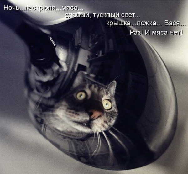 Кормите кошку сырым мясом и долгая, здоровая жизнь ей обеспечена. Кормите кошку сырым мясом и долгая, здоровая жизнь ей обеспечена.