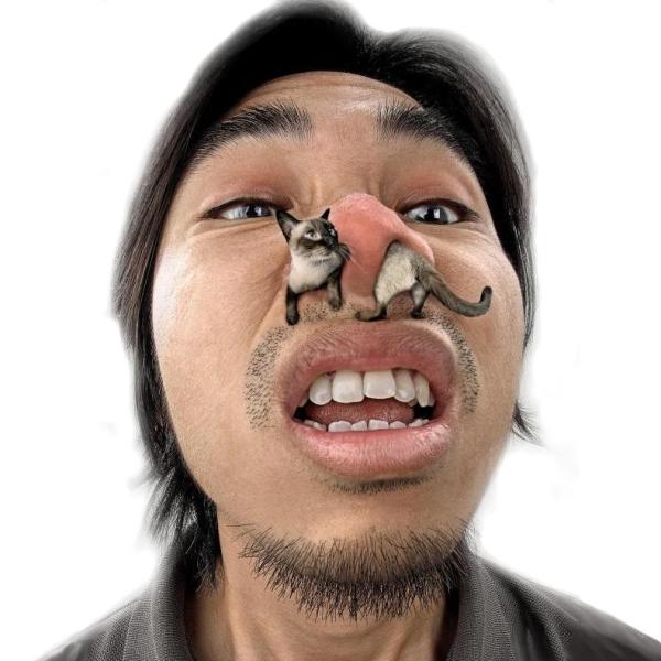 Почему некоторые люди испытывают аллергию на кошачью шерсть