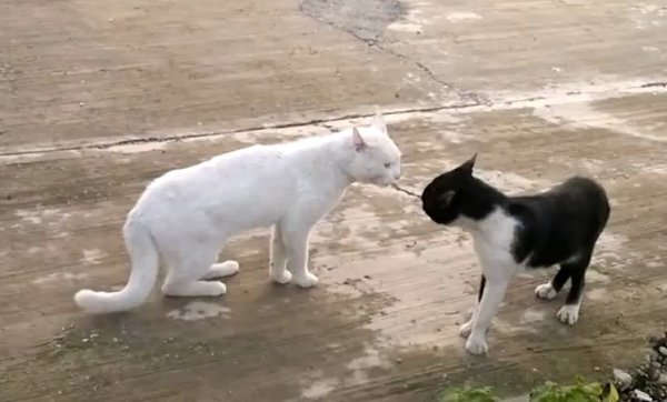 Кот, проходя мимо другого кота, сбавляет скорость и двигается медленно