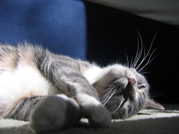 Почему коты мурлыкают