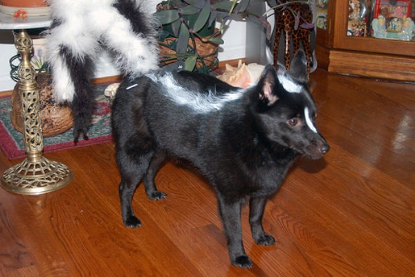 Костюм скунса. Хэллоуин