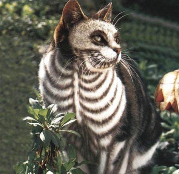 Скелет кошки. Хэллоуин