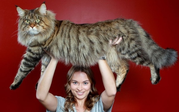 Огромные размеры кота мейн-куна