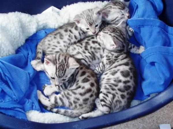 Бенгальские котята