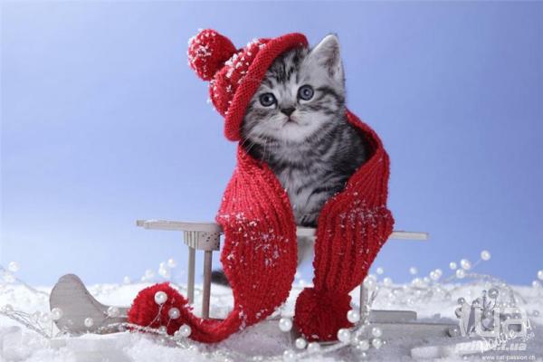 Новогодний щегол
