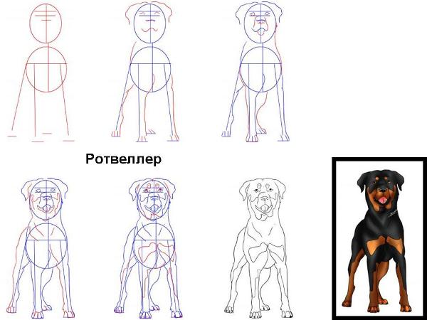 Как нарисовать щенка ротвеллера. Пошаговая инструкция.