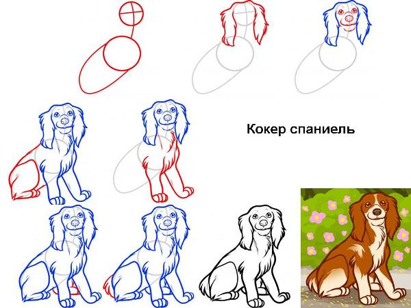 Как нарисовать кокер спаниеля. Пошаговая инструкция.