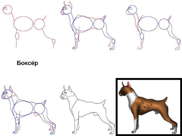 Как нарисовать боксера. Пошаговая инструкция.
