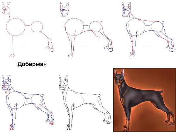 Как нарисовать добермана. Пошаговая инструкция.