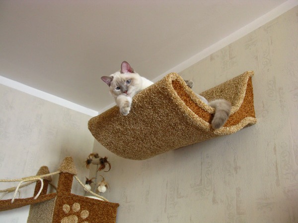 Кошачий комплекс