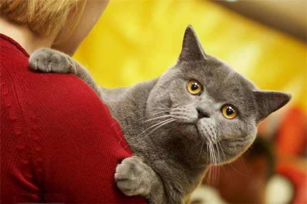 Кошка на выставке
