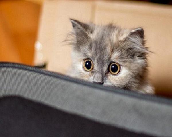 Нужно ли наказывать котенка