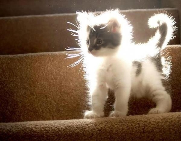 Нужно ли наказывать котенка