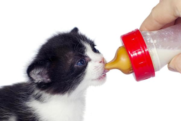 Кормление маленького котенка