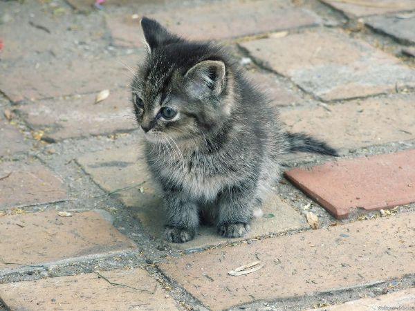 Котенок с улицы