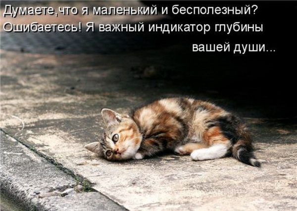 Бездомный котенок