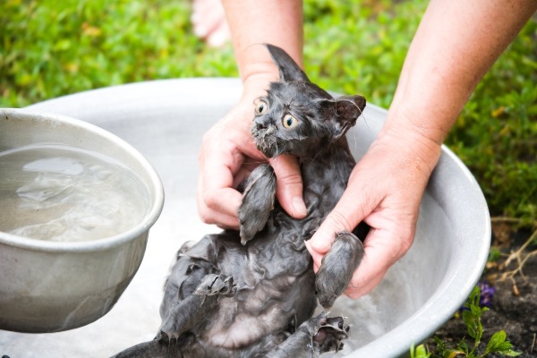 Купание котенка с улицы