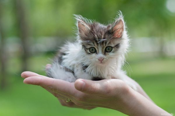 Котенок с улицы
