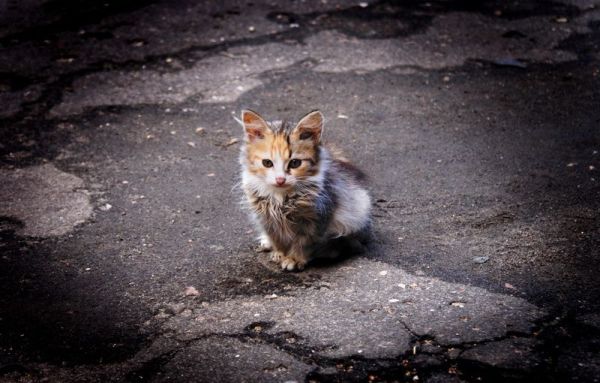 Бездомный котенок