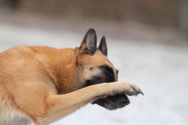 Команда "Стыдно!" Команда "Стыдно!"