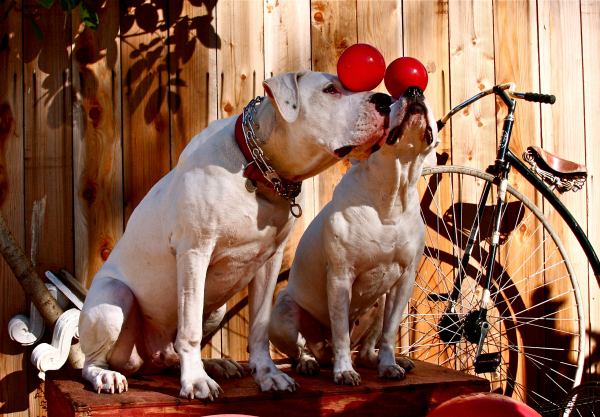 Каким трюкам можно научить собаку Каким трюкам можно научить собаку