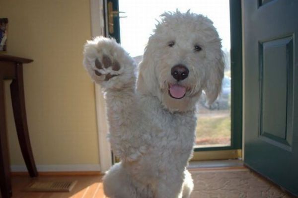 Команда "Пока!" Команда "Пока!"