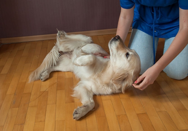 Команда "Кувырок!" Команда "Кувырок!"