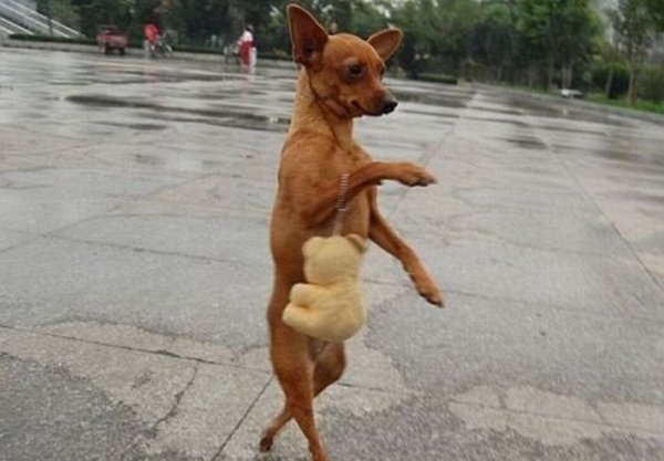 Команда "Суслик!" Команда "Суслик!"