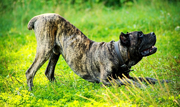 Команда "Поклон!" Команда "Поклон!"