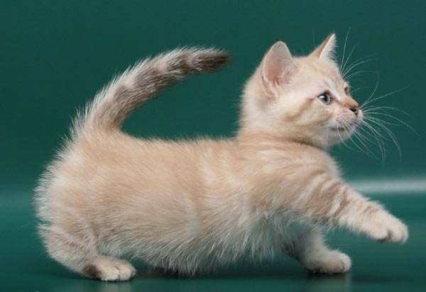 Котята манчкин