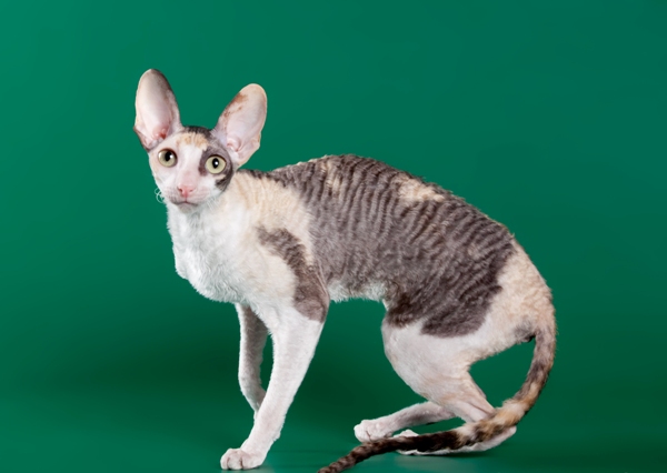 Корниш рекс