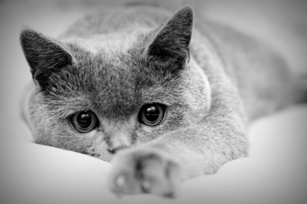 Почему кошка чешет ушки