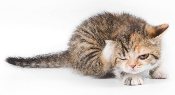 Клещи у кошек