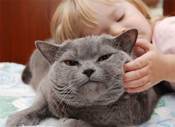 Как гладить животных