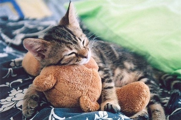 Котенок с медведем