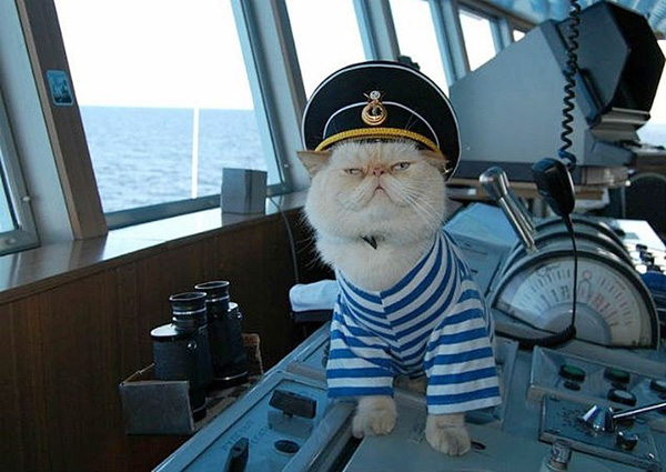 Служебные коты