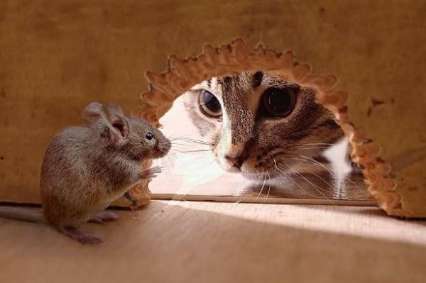 Все ли кошки ловят мышей? Все ли кошки ловят мышей?