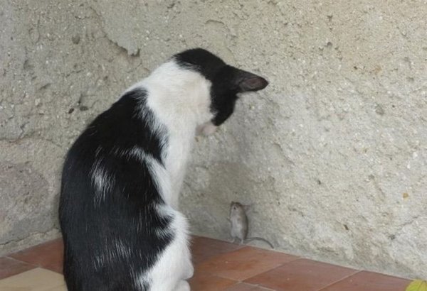 Все ли кошки ловят мышей? Все ли кошки ловят мышей?